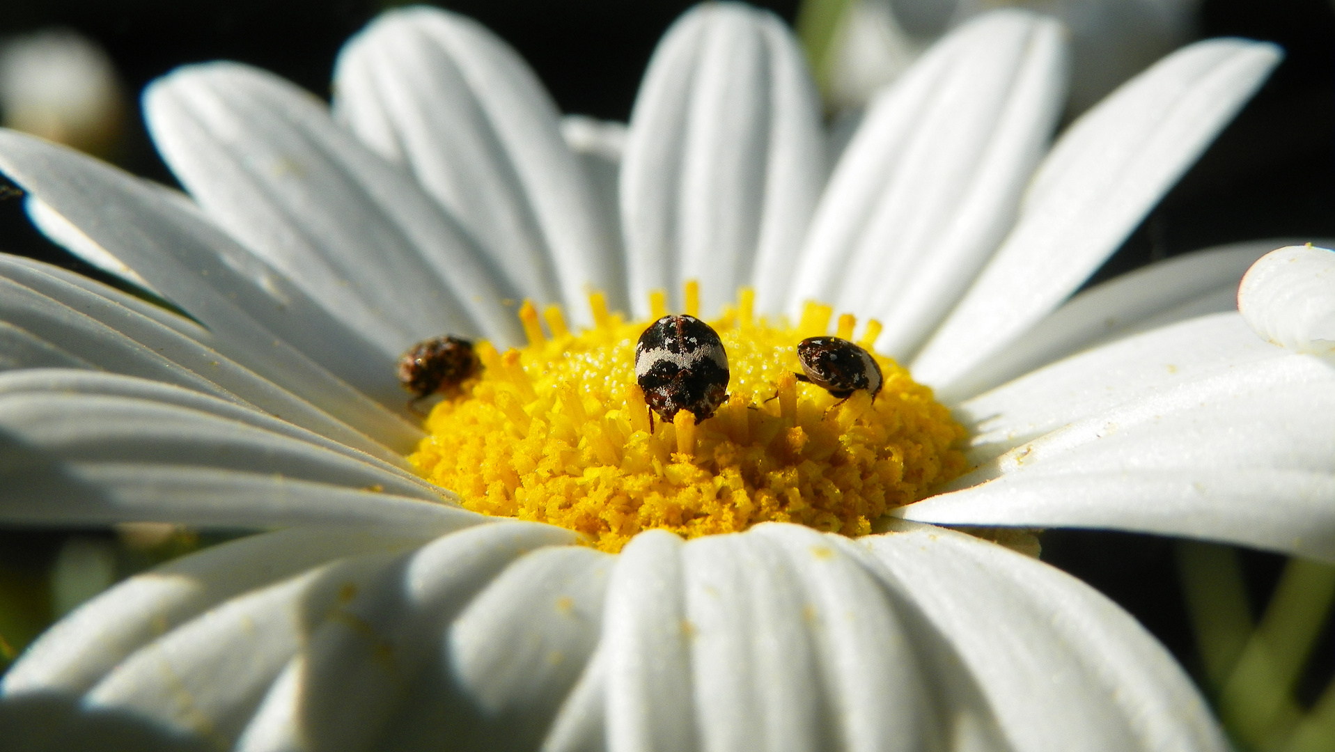 Magaritte hat Besuch