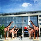 Magdeburg - Avenue de giraffes en feu