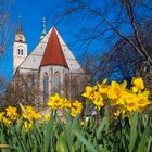 Magdeburg blüht auf