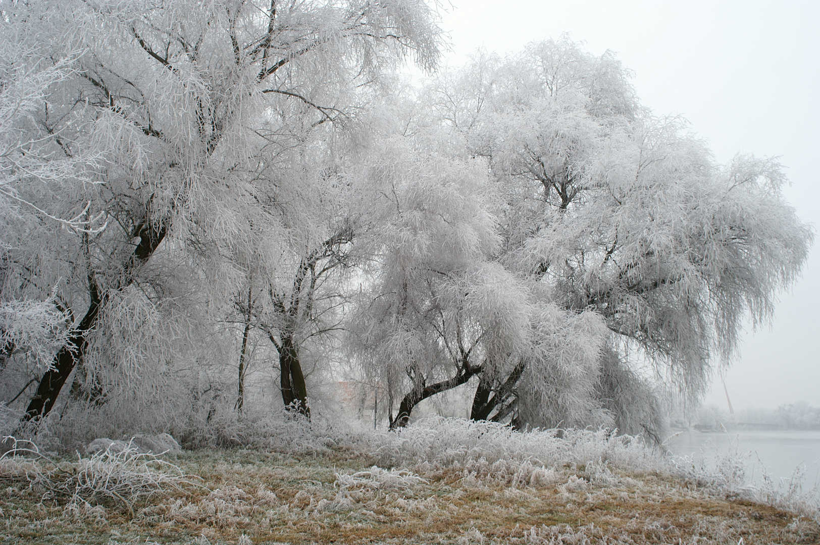 Magdeburg, Winter auf der Rotehorn-Insel