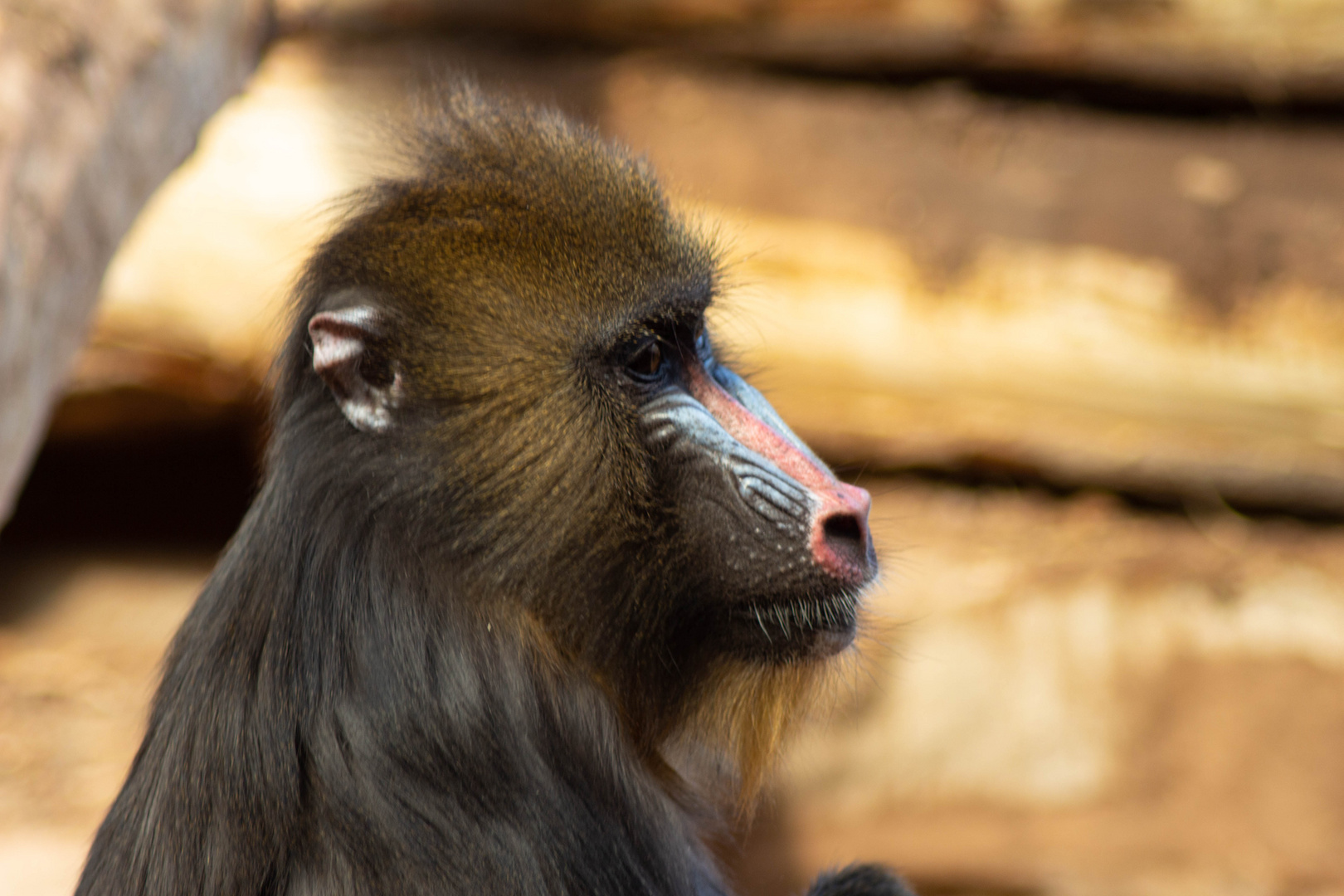 Magdeburg Zoo - Mandrill