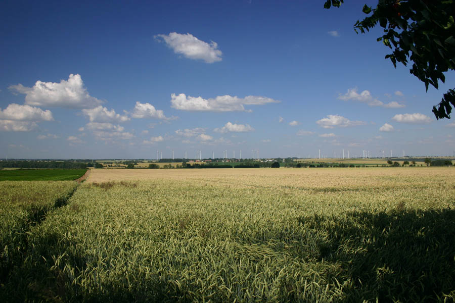 Magdeburger Börde