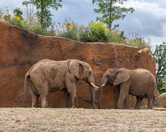 Magdeburger Zoo