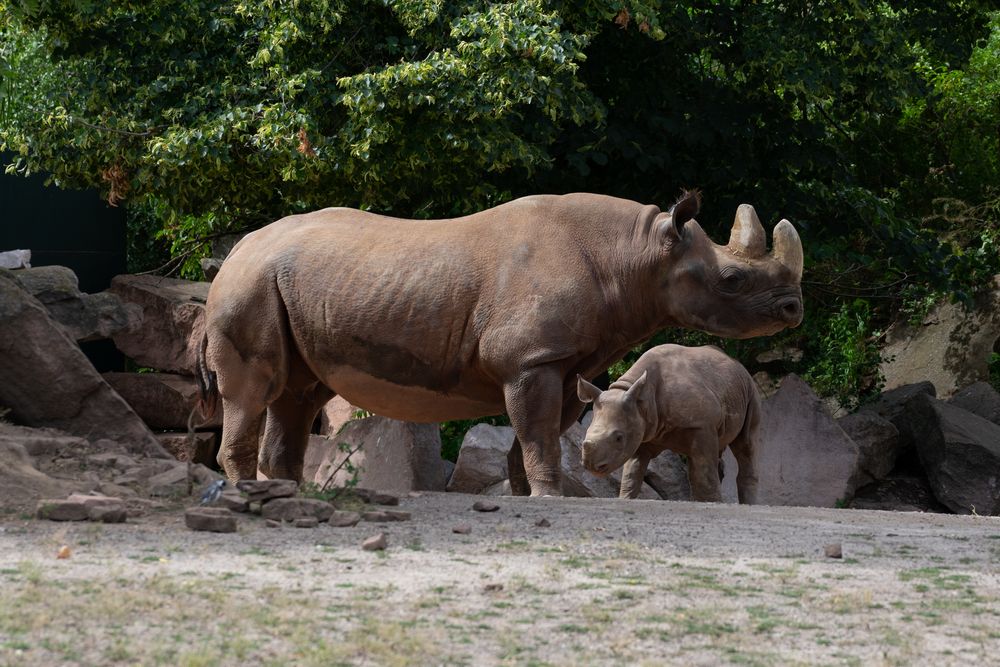 Magdeburger Zoo