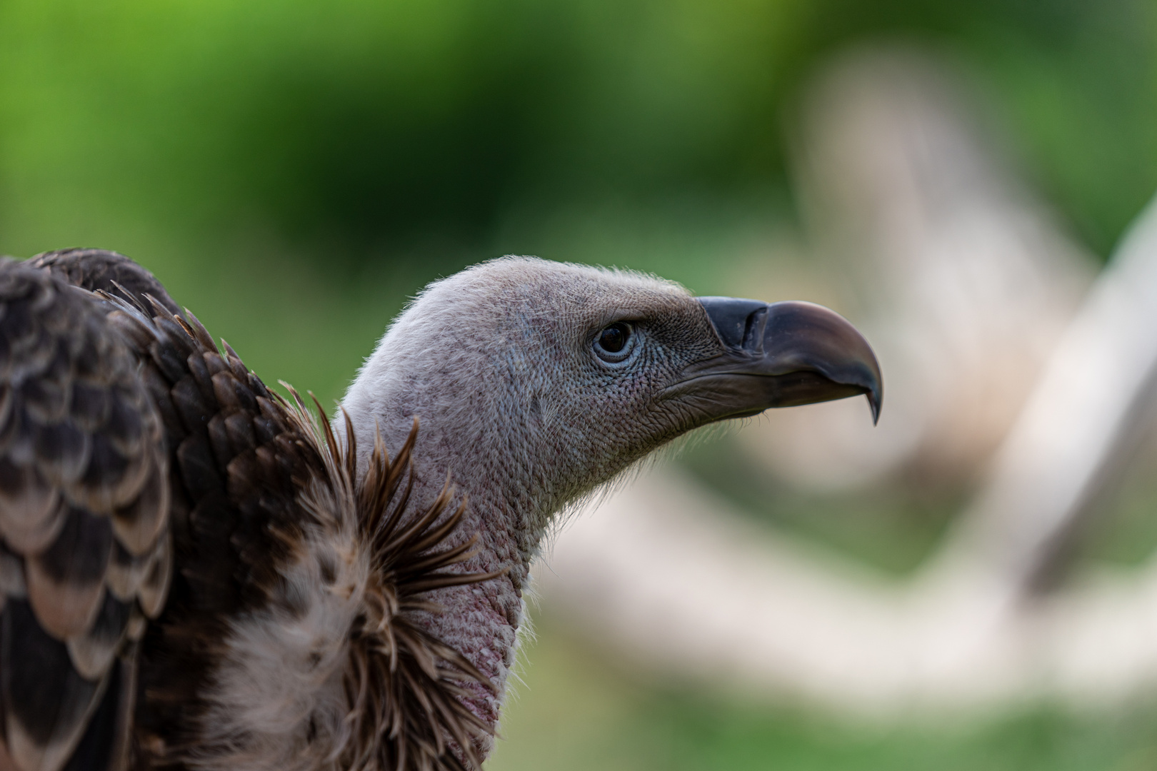 Magdeburger Zoo