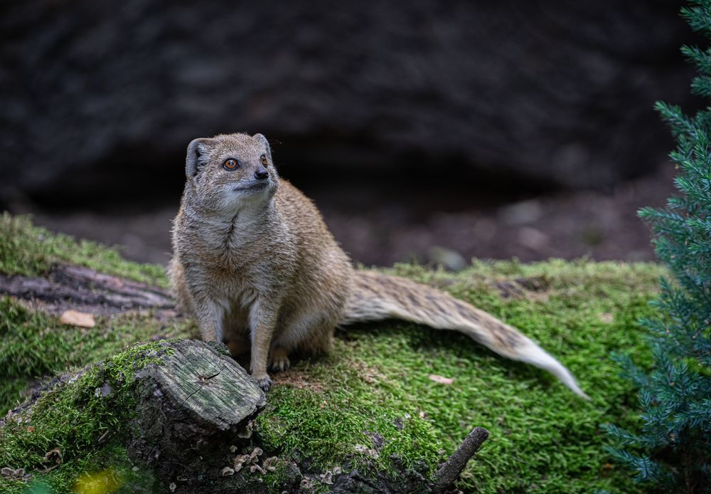 Magdeburger Zoo