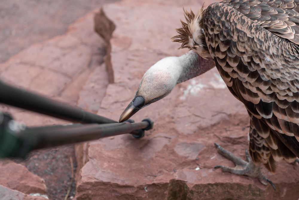 Magdeburger Zoo