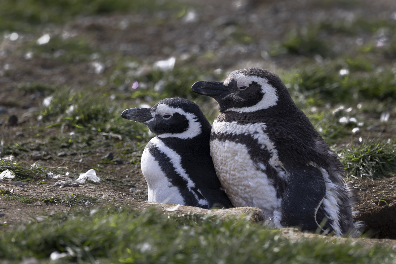 Magelaan Penguins