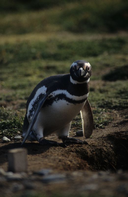 Magelan Pinguin - Seno Otway Chile