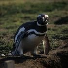 Magelan Pinguin - Seno Otway Chile