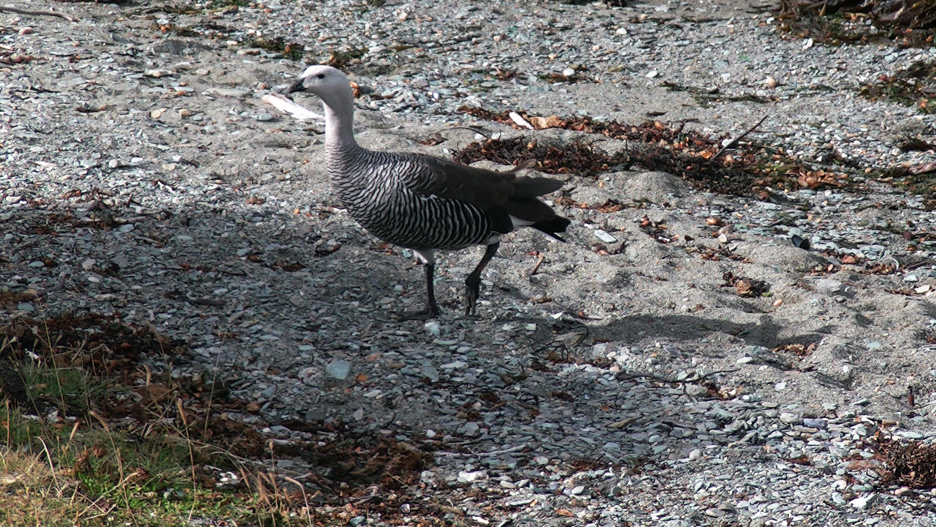 Magellan-Gans Männchen