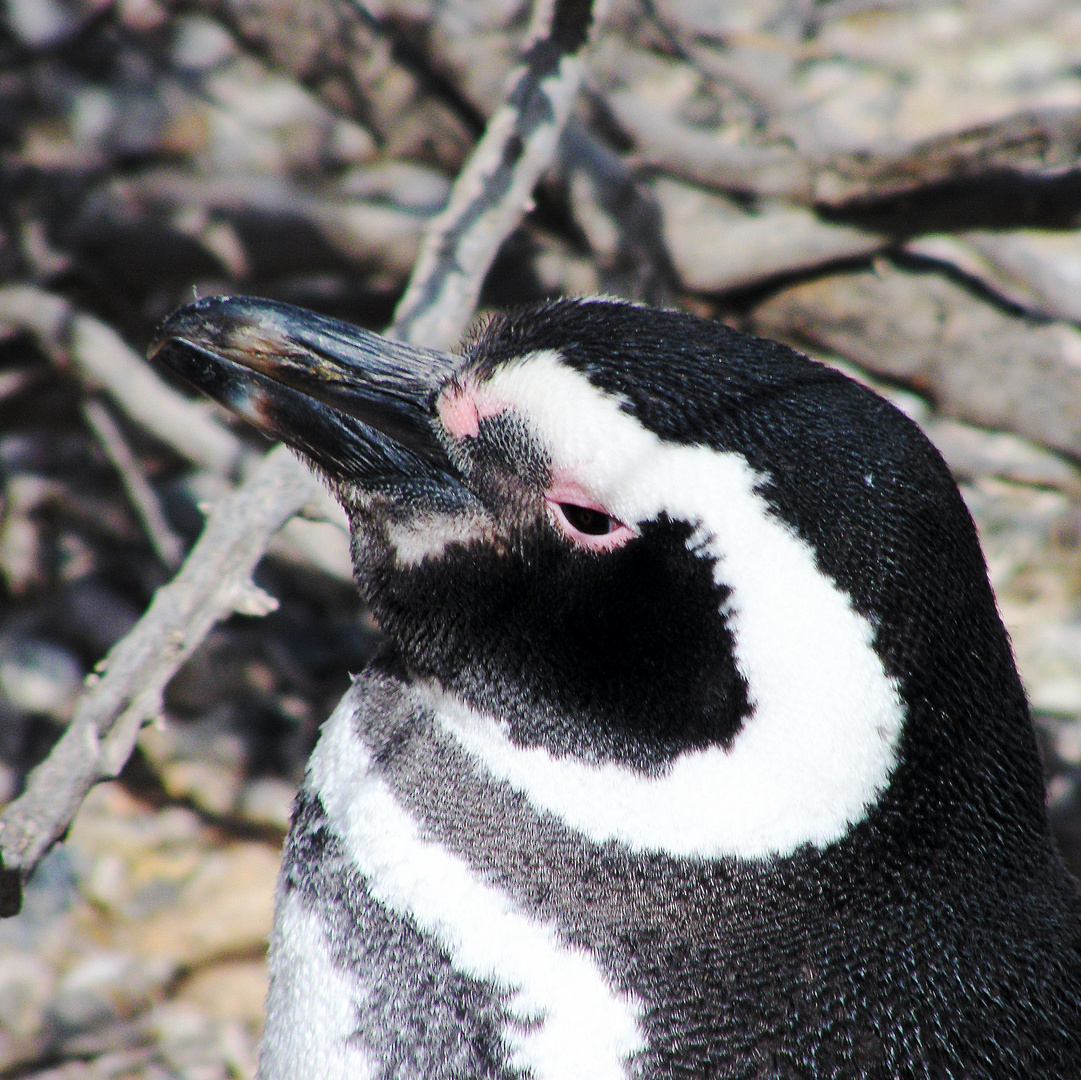 Magellan penguin - Patagonia 2009