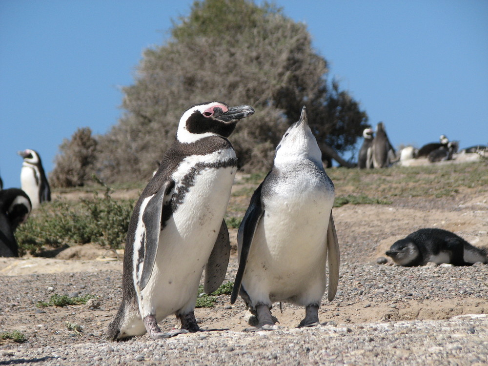 Magellan penguins in Punta Tombo, Argentina