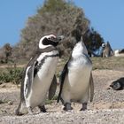 Magellan penguins in Punta Tombo, Argentina