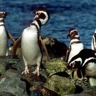 Magellan Pinguiene auf Isla Magdalena