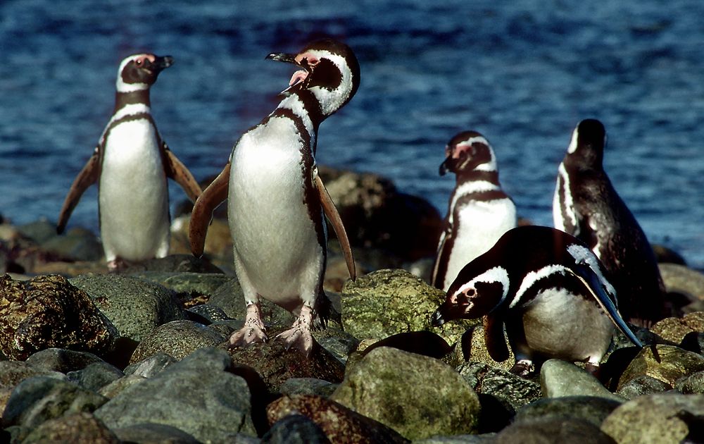 Magellan Pinguiene auf Isla Magdalena