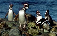 Magellan Pinguiene auf Isla Magdalena