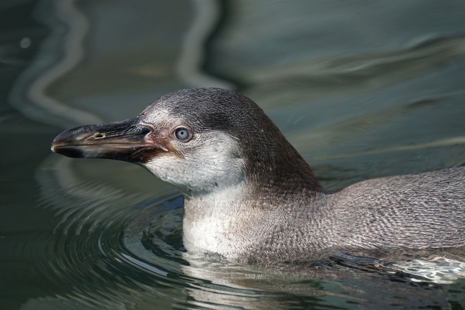Magellan -  Pinguin