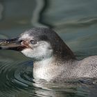 Magellan -  Pinguin