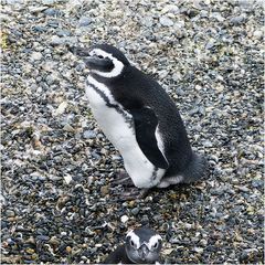 Magellan-Pinguin................