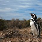 Magellan - Pinguin
