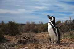 Magellan - Pinguin