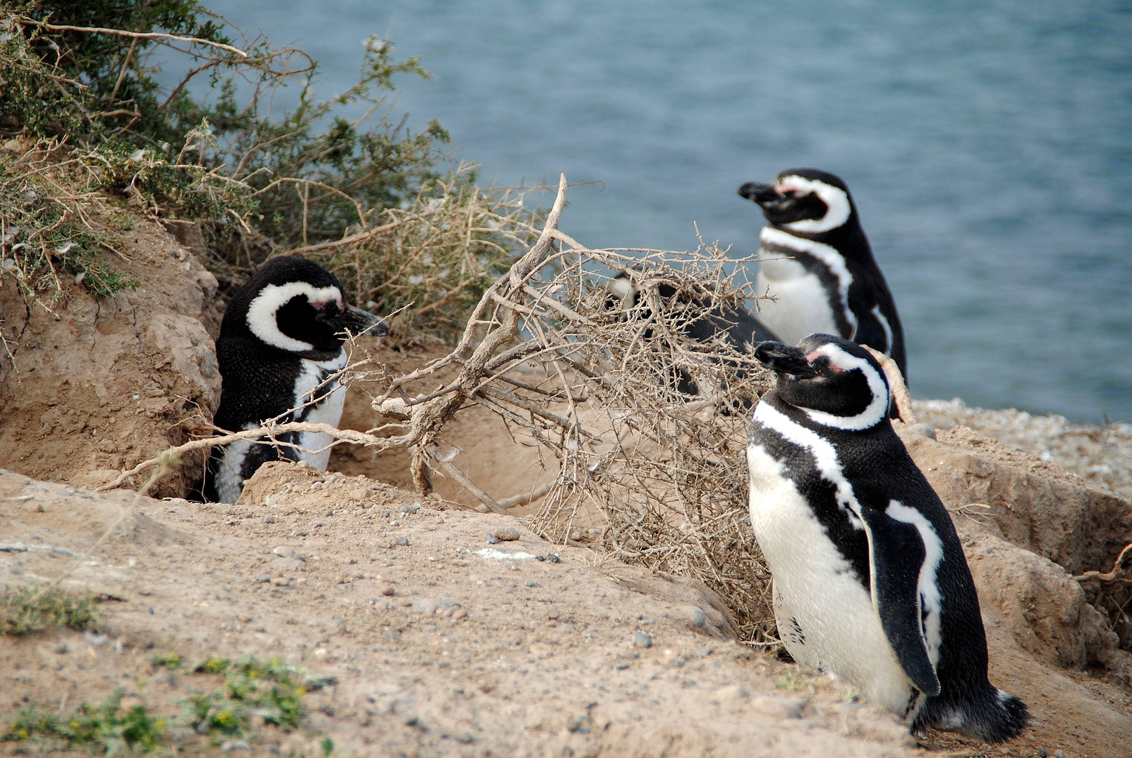 Magellan Pinguin