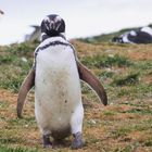 Magellan Pinguin auf der Isla Magdalena 