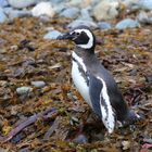 Magellan-Pinguin auf Magdalena Island