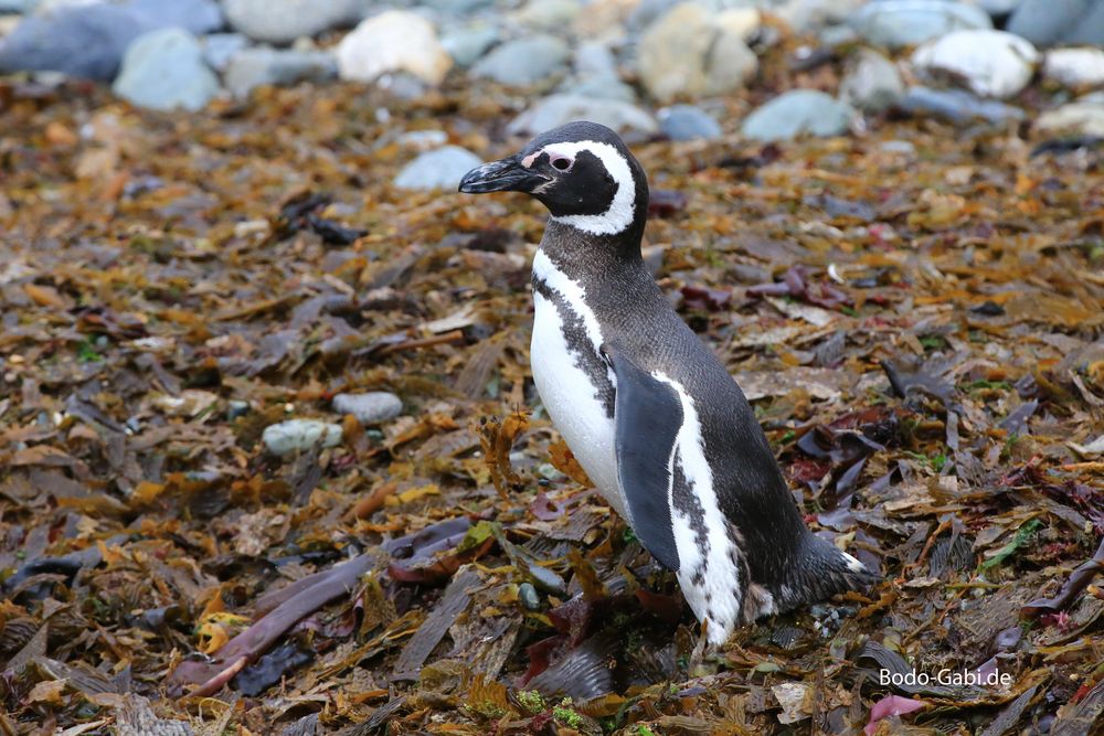 Magellan-Pinguin auf Magdalena Island