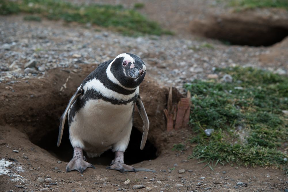 Magellan Pinguin