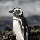 Magellan Pinguin