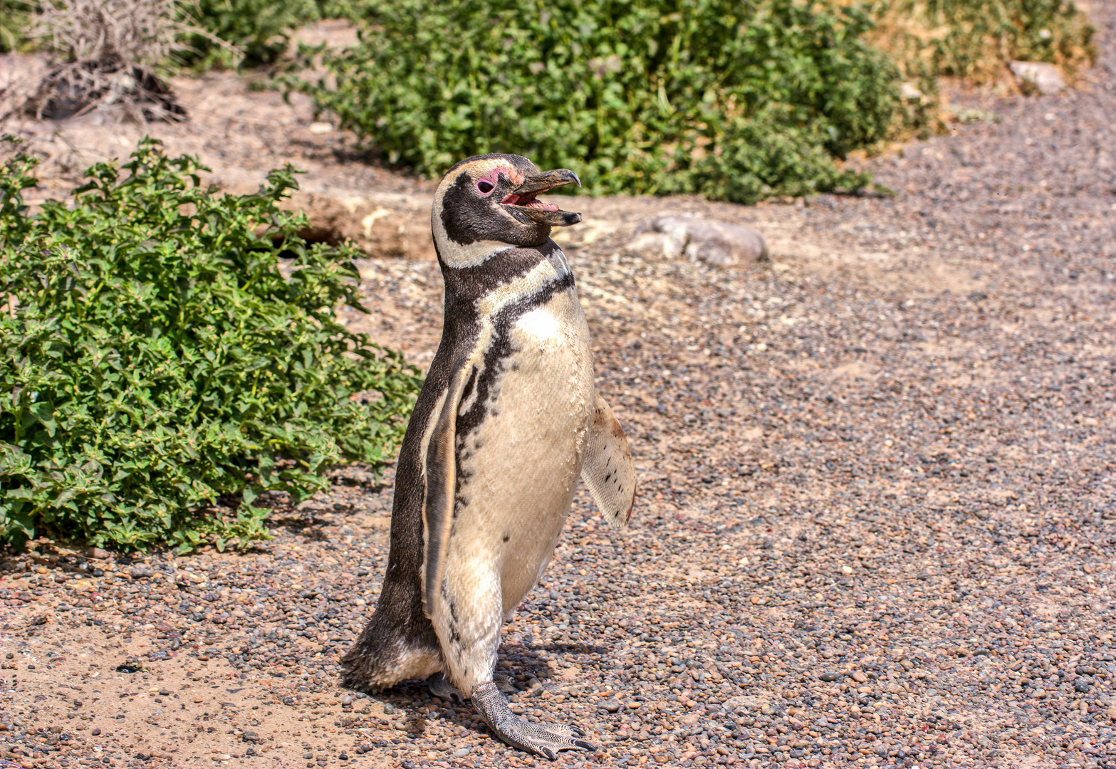 Magellan-Pinguin 