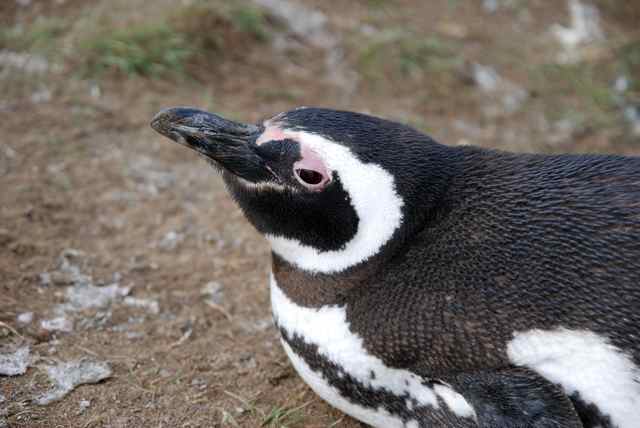 Magellan Pinguin