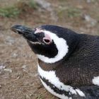 Magellan Pinguin