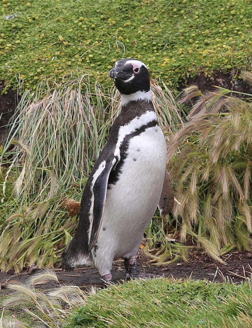 Magellan Pinguin