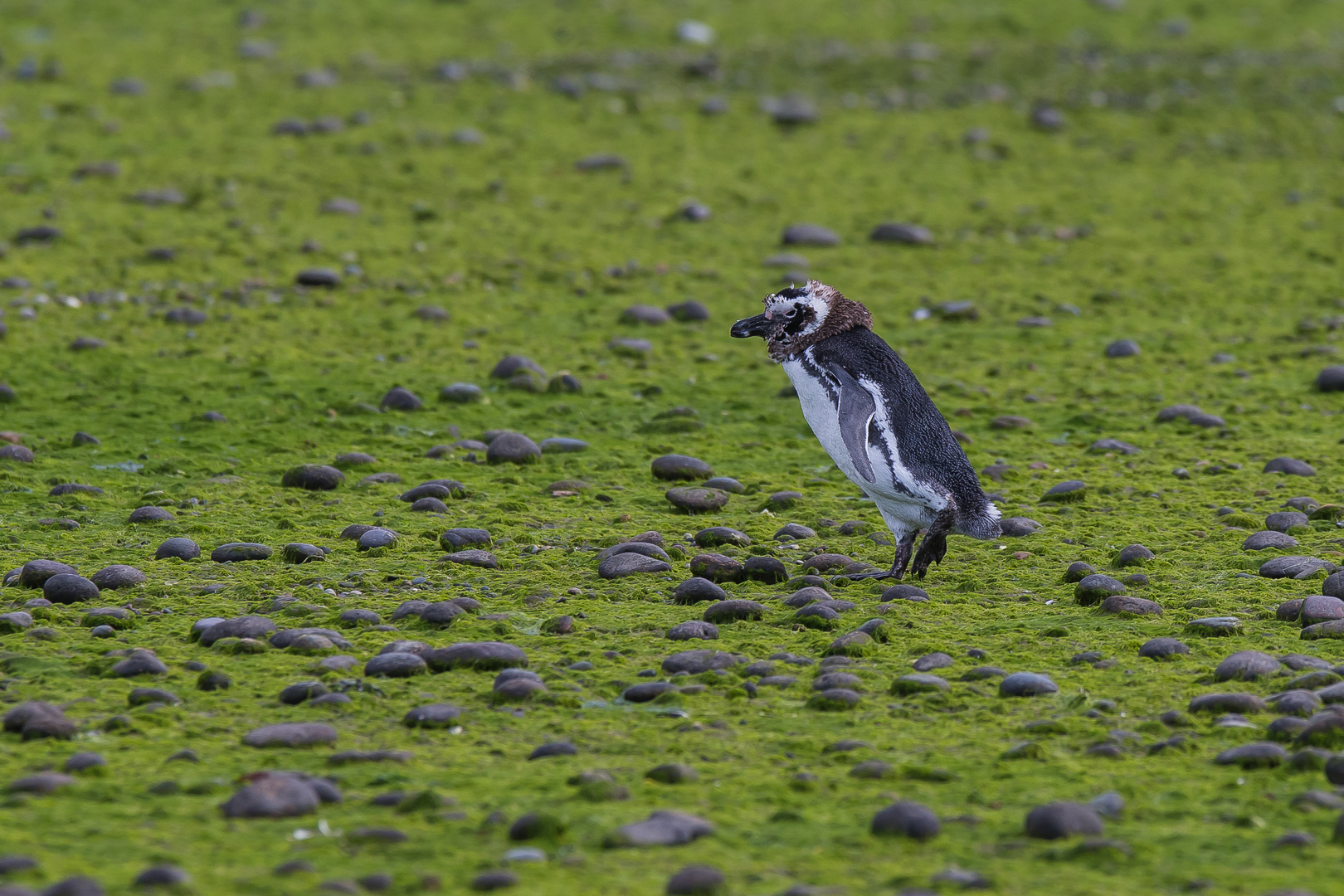 Magellan-Pinguin - Flussinsel Ria Desato ("Pinguin im Salat")