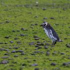 Magellan-Pinguin - Flussinsel Ria Desato ("Pinguin im Salat")