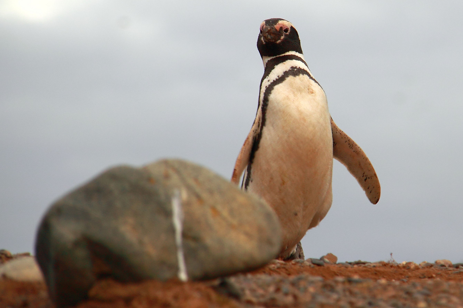 Magellan Pinguin in Chile