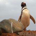Magellan Pinguin in Chile