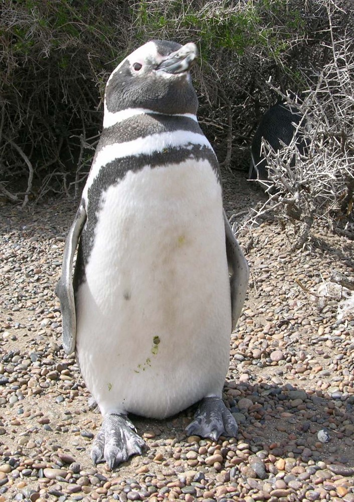 Magellan Pinguin in Patagonien