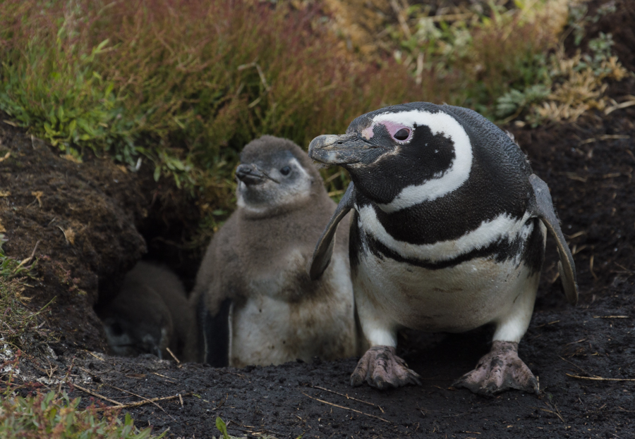 Magellan Pinguin mit zwei Jungen