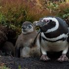 Magellan Pinguin mit zwei Jungen