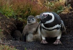 Magellan Pinguin mit zwei Jungen