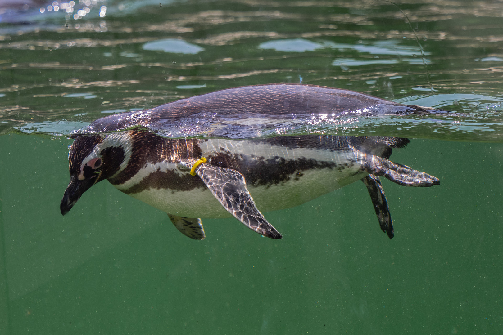 Magellan-Pinguin, Zoo Karlsruhe, Juli 2019