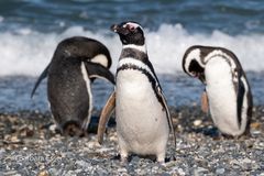 Magellan-Pinguine
