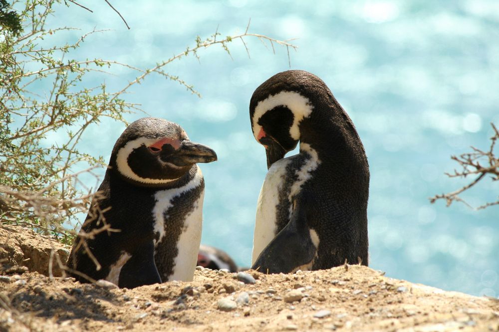 Magellan Pinguine