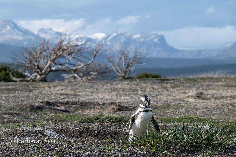 Magellan-Pinguine