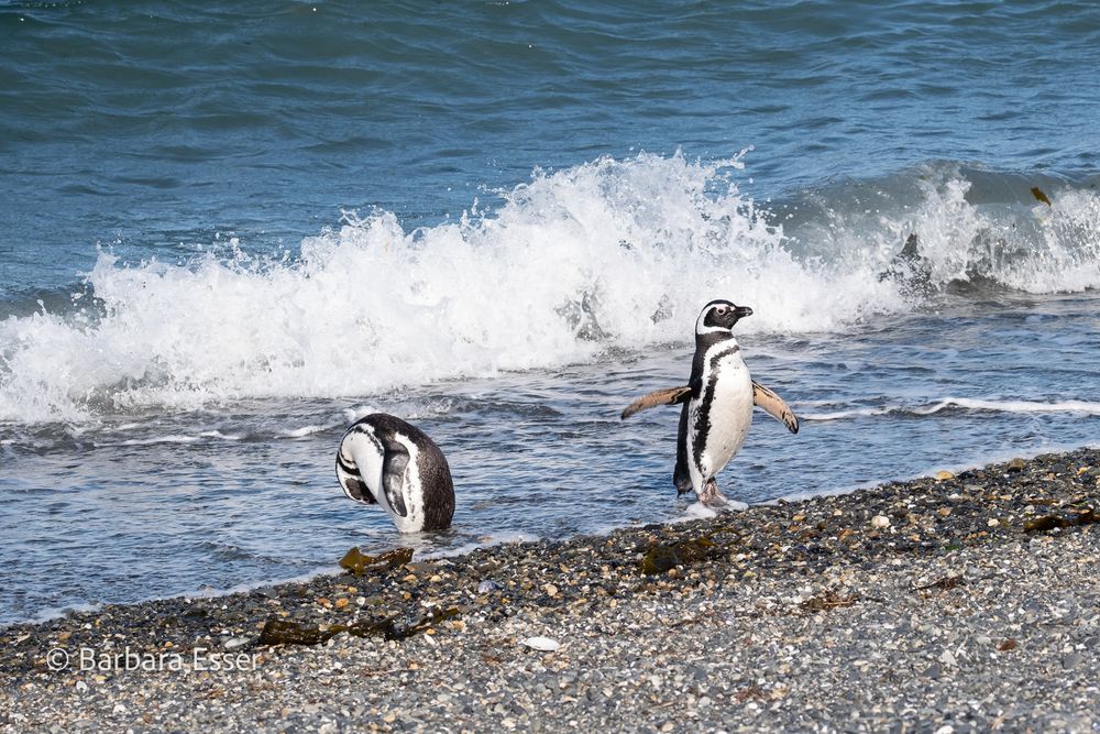 Magellan-Pinguine