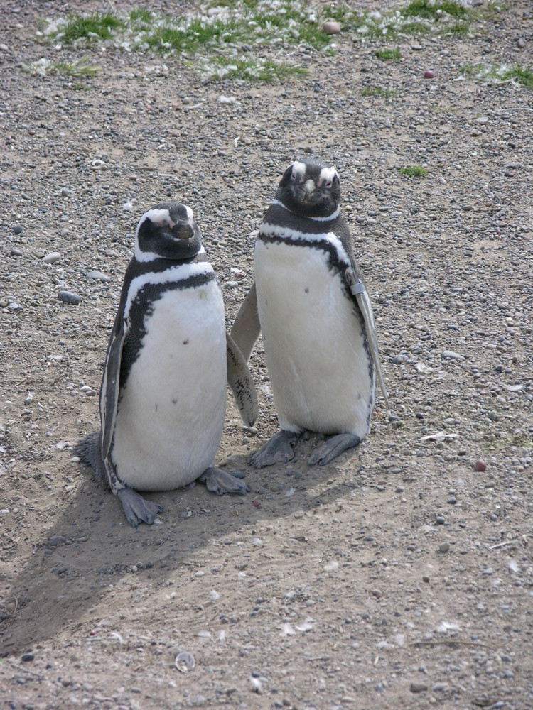 Magellan Pinguine